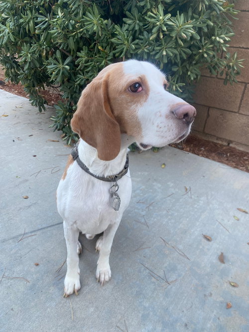 TOBI - Beagle available for adoption
