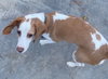 Tobi - Photo 4