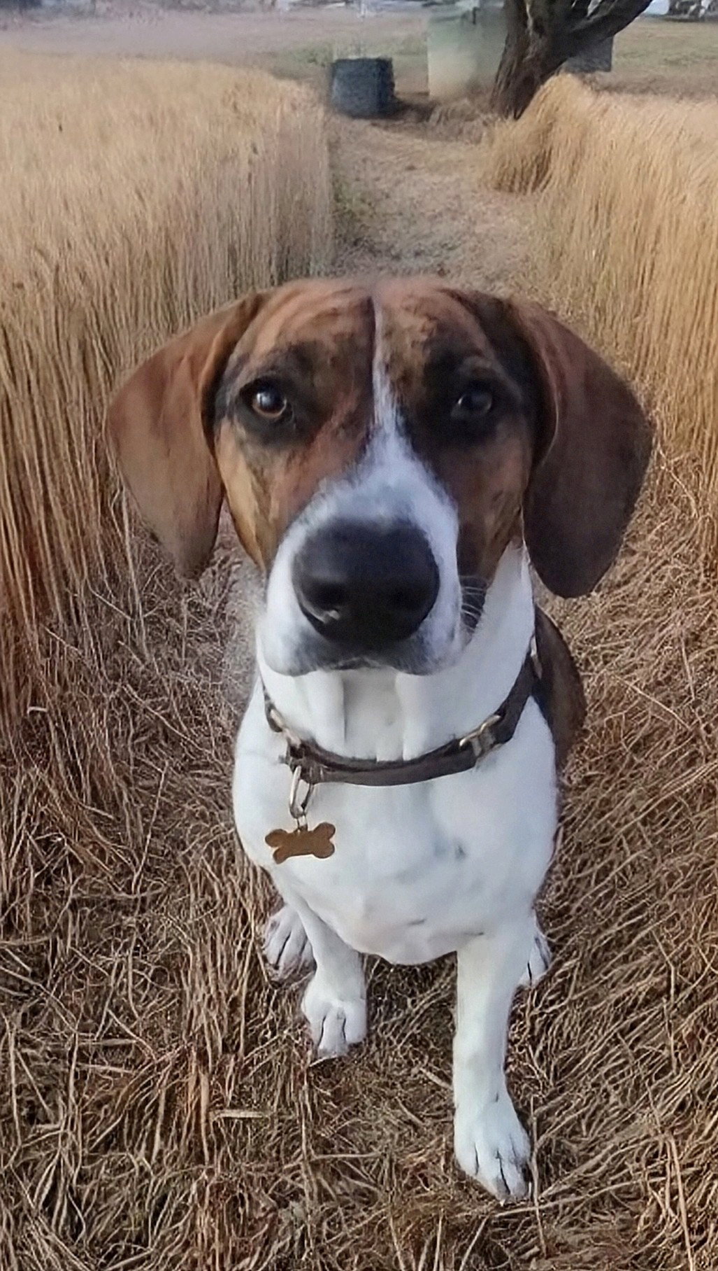 Honey-ADOPTED 12/22/25 Image