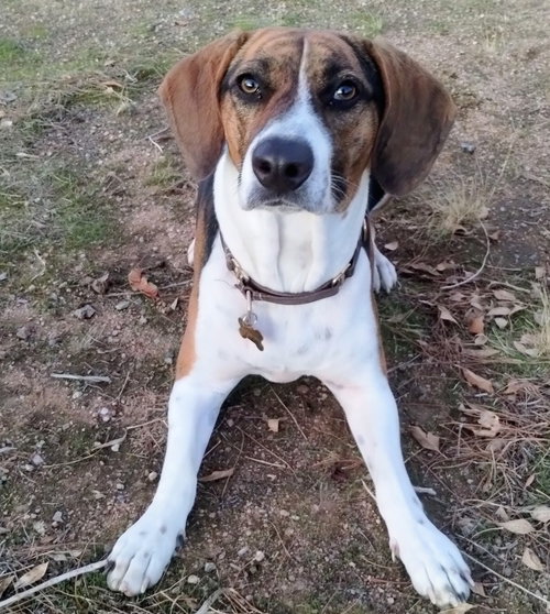 HONEY-ADOPTED 12/22/25 - Beagle / Treeing Walker Coonhound available for adoption