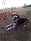 Honey-ADOPTED 12/22/25 - Photo 3