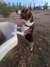 Honey-ADOPTED 12/22/25 - Photo 4