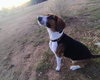 Honey-ADOPTED 12/22/25 - Photo 5
