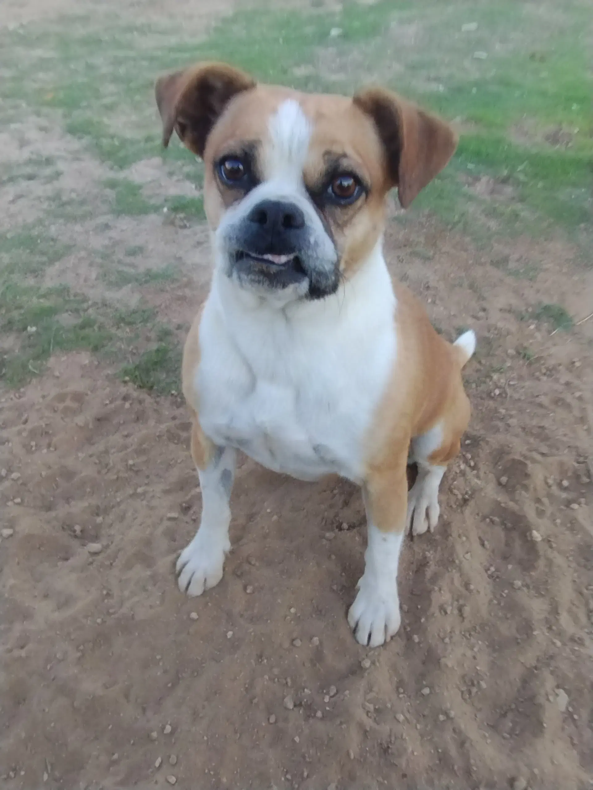 Gidget - Beagle
