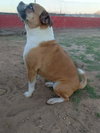 Gidget - Photo 2