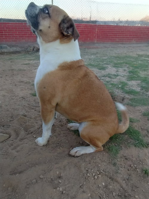 GIDGET - Beagle / Pug available for adoption