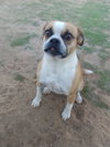 Gidget - Photo 3