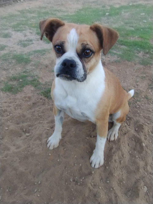 Gidget — thumbnail 4