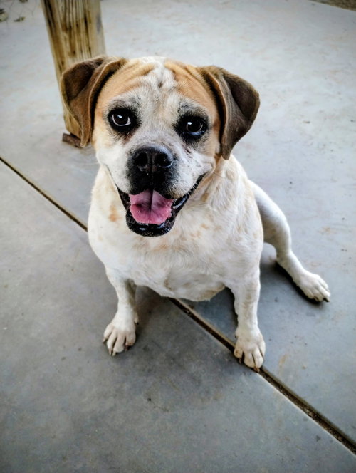 FIONA - Beagle / Bulldog available for adoption