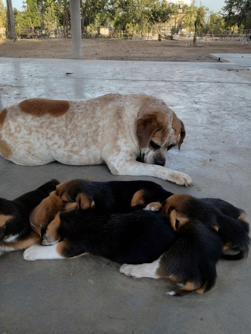 FIONA - Beagle / Bulldog available for adoption