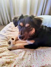 Star - Photo 1