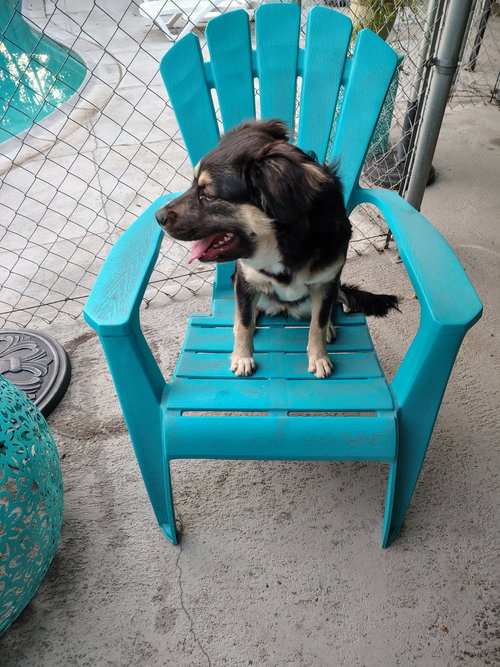 STAR - Australian Shepherd available for adoption