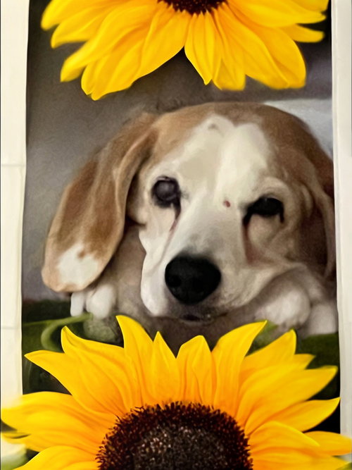 Solo-ADOPTED 2/15/26 w/Gunny!