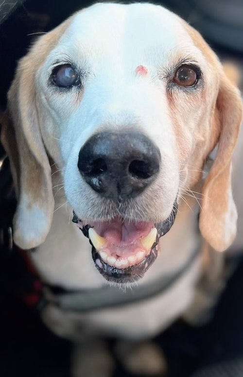 Solo-ADOPTED 2/15/26 w/Gunny! — thumbnail 2