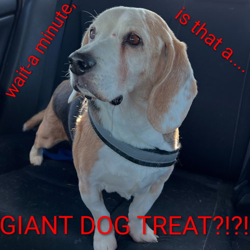 Solo-ADOPTED 2/15/26 w/Gunny! — thumbnail 3