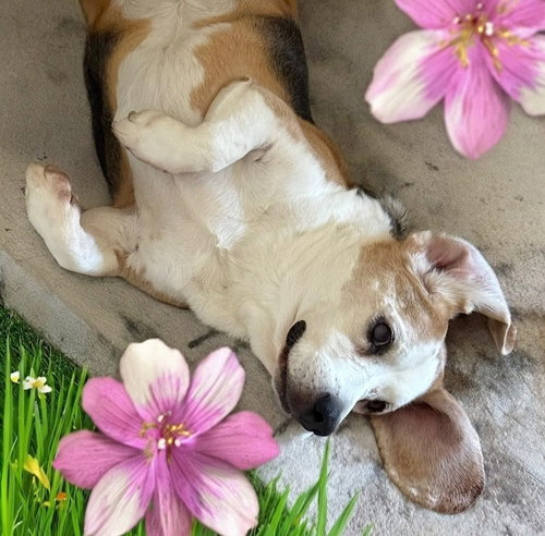 Solo-ADOPTED 2/15/26 w/Gunny! — thumbnail 4