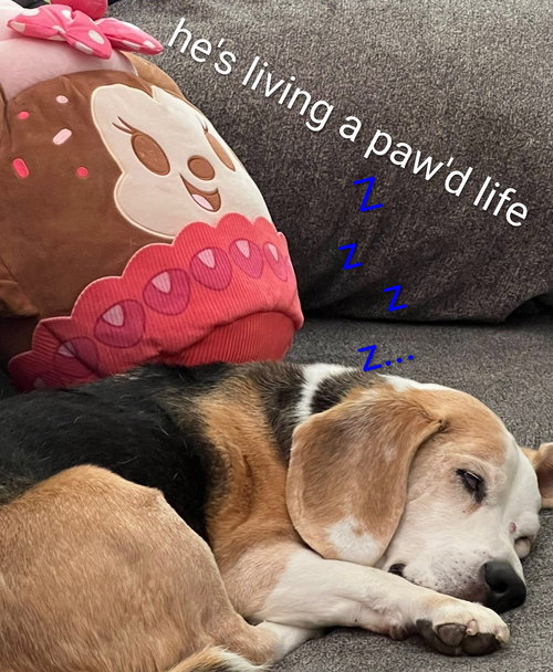 Solo-ADOPTED 2/15/26 w/Gunny! — thumbnail 5