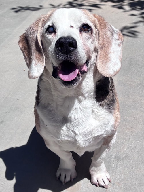 Solo-sweet senior! ADOPTED 6/7/26, an adoptable Beagle in Apple Valley, CA