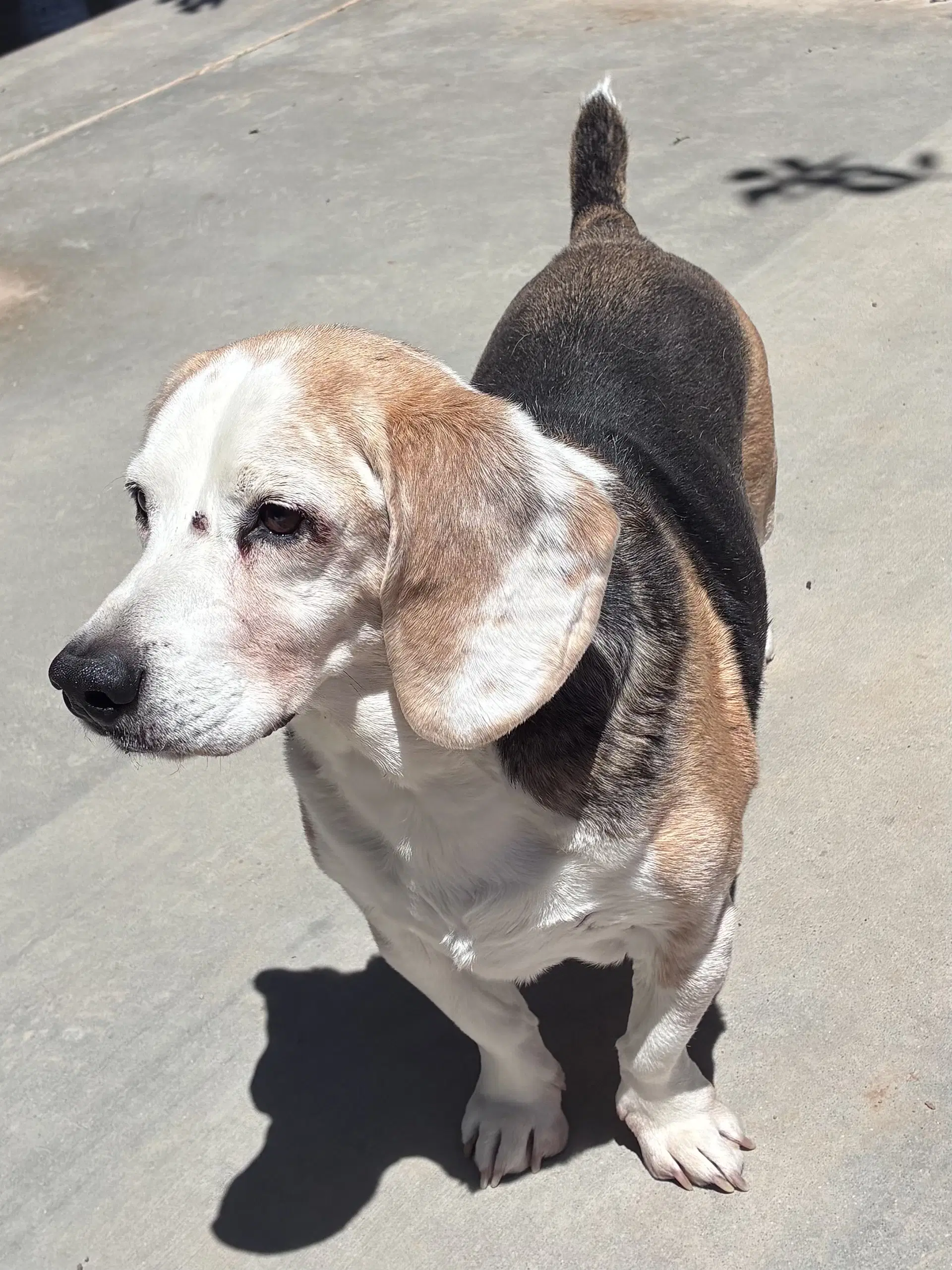 Solo-Sweet Senior Adopted - Beagle
