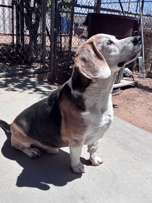Photo 3 of Solo-sweet senior! ADOPTED 6/7/26