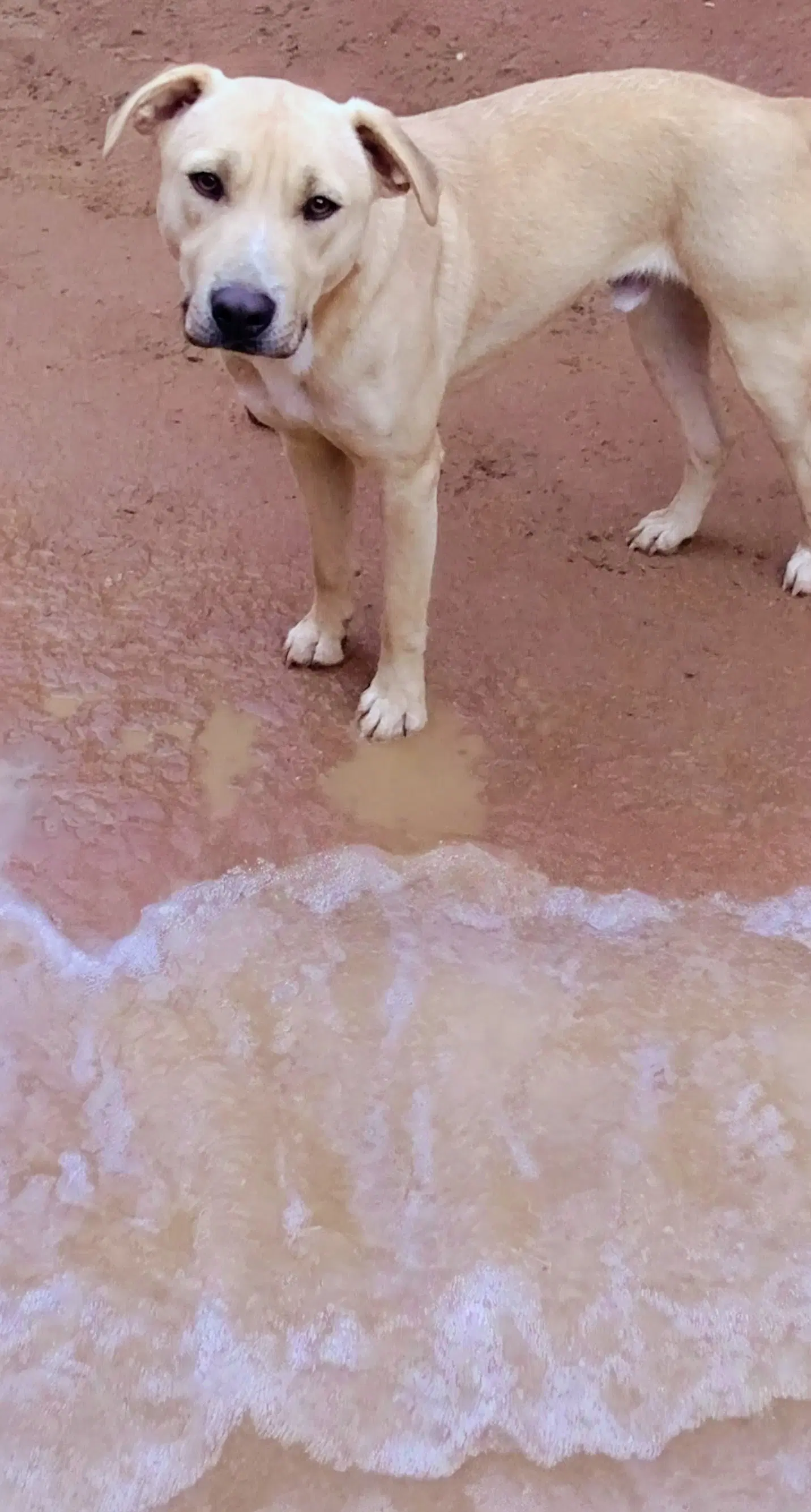 Seven Dwarfs - Anatolian Shepherd