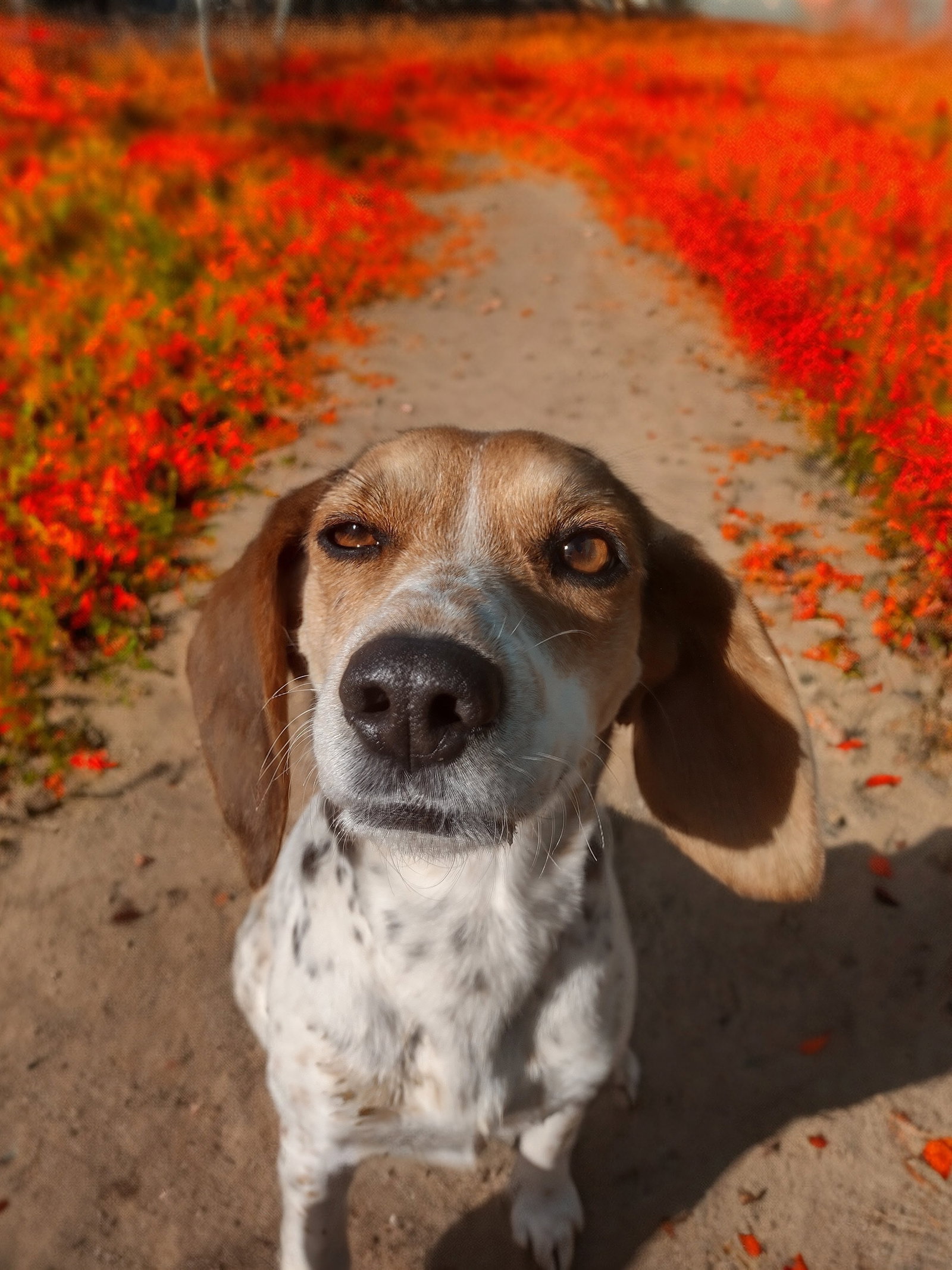 Izzy-ADOPTED 2/2/26 Image