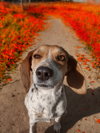 Izzy-ADOPTED 2/2/26 - Photo 1