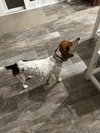 Izzy-ADOPTED 2/2/26 - Photo 3
