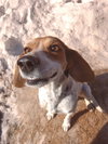 Izzy-ADOPTED 2/2/26 - Photo 4