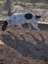 Izzy-ADOPTED 2/2/26 - Photo 2