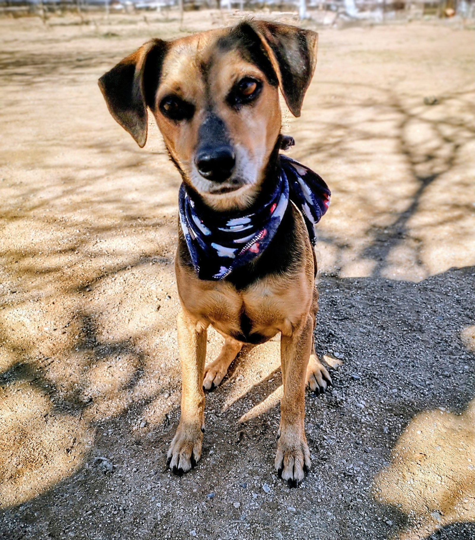 Gracie Image