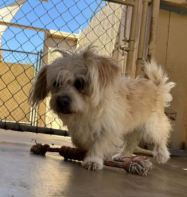 Arthur - Maltese