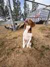 Goose-ADOPTED 3/7/26 - Photo 2