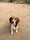 Goose-ADOPTED 3/7/26 - Photo 3
