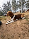 Goose-ADOPTED 3/7/26 - Photo 4
