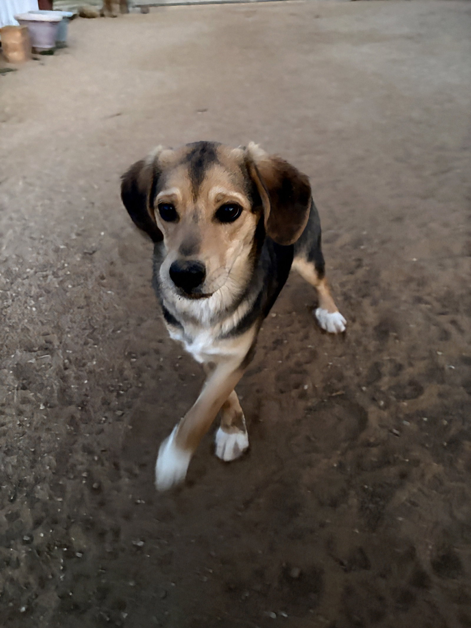 Beagle