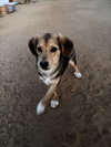 Beatles--Beagle pups on Abby Road - Photo 1