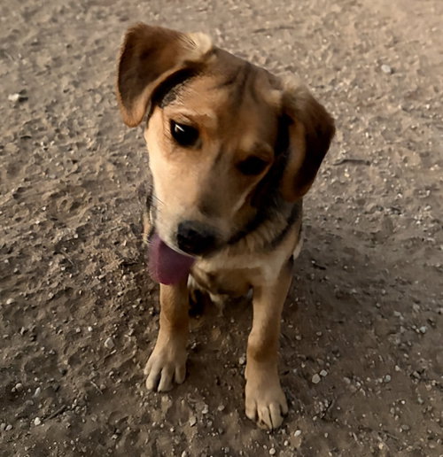 THE BEATLES BEAGLES PUPS ON ABBY ROAD - Beagle available for adoption
