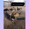 Beatles--Beagle pups on Abby Road - Photo 5
