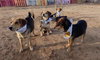 Beatles--Beagle pups on Abby Road - Photo 6