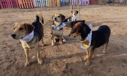 Beatles--Beagle pups on Abby Road, a dog for adoption from Beagles and Buddies