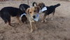 Beatles--Beagle pups on Abby Road - Photo 7