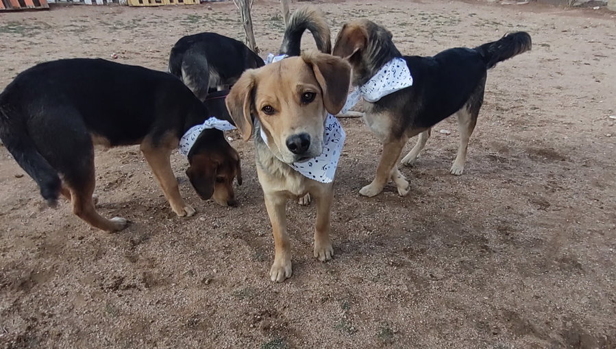 Beatles--Beagle pups on Abby Road