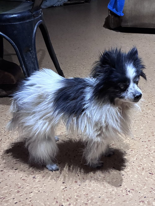PomPom, an adoptable Pomeranian in Apple Valley, CA