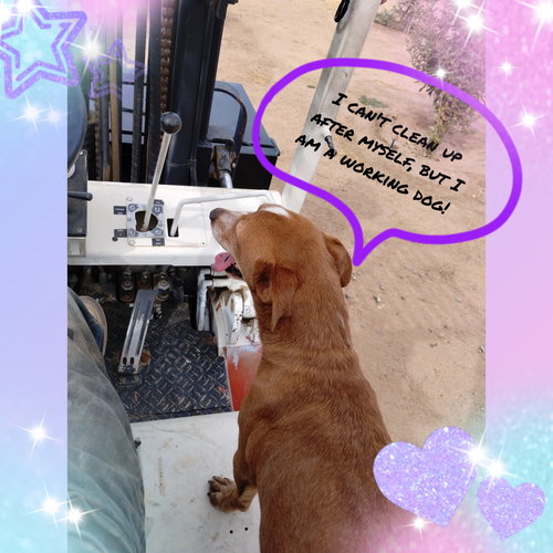 MARTY - Beagle / Dachshund available for adoption