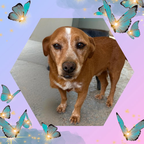 MARTY - Beagle / Dachshund available for adoption