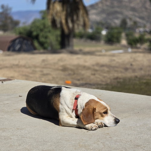 Christopher-adopted 5/10/2026, an adoptable Beagle in Apple Valley, CA