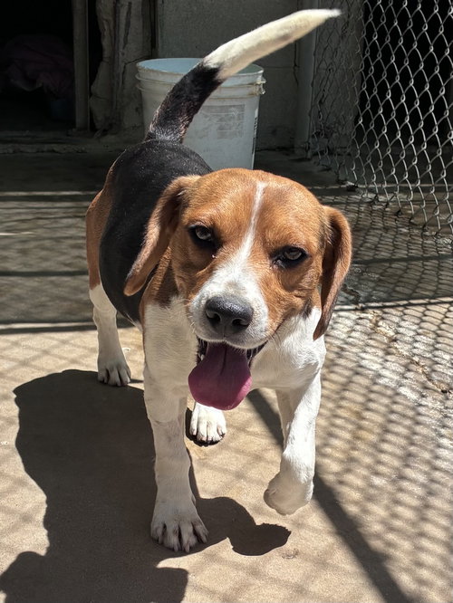 Moxie-ADOPTED 6/14/26, an adoptable Beagle in Apple Valley, CA