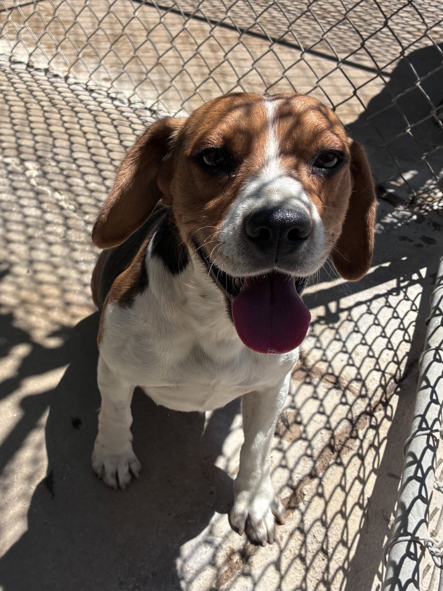 Moxie-ADOPTED 6/14/26