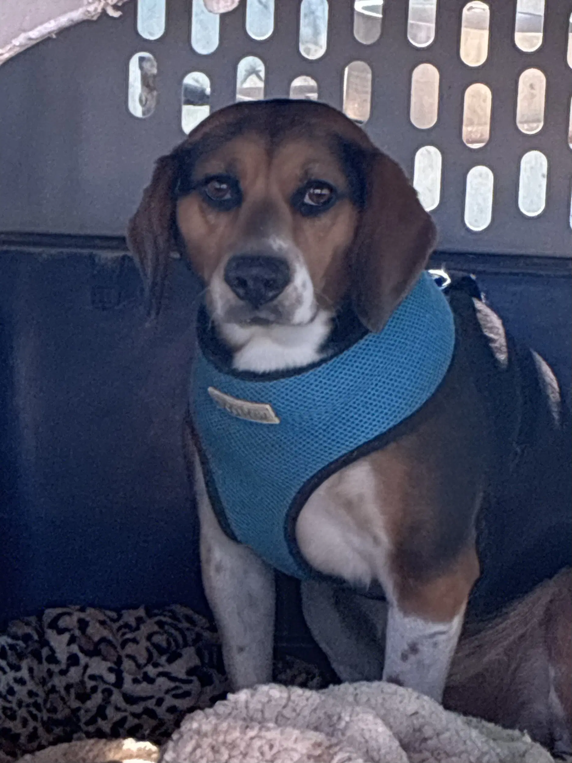 Rocky - Beagle